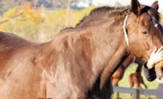 Nutrition for your pregnant mare