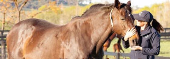 Nutrition for your pregnant mare